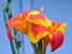 Flore tropicale