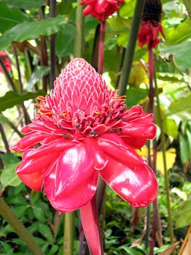 Flore