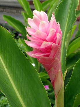 Flore