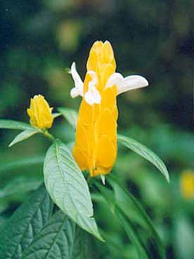 Flore