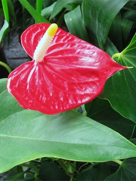 Flore