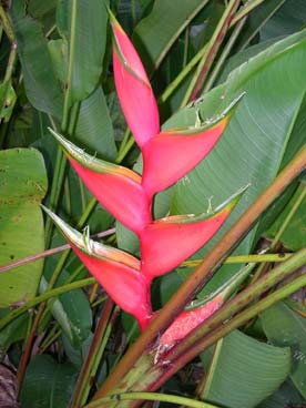 Flore