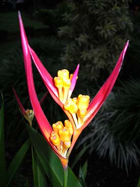 Flore
