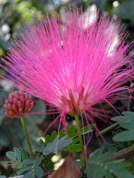 Flore