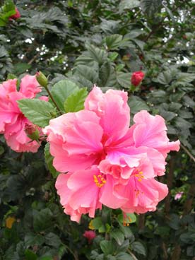Flore