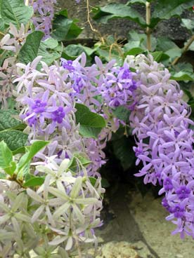 Flore