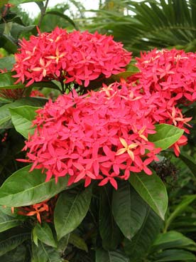 Flore