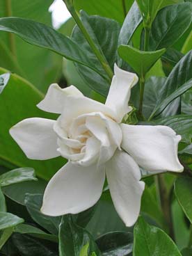 Flore