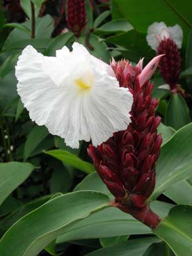 Flore
