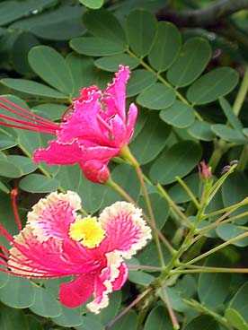 Flore