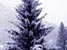 Neige