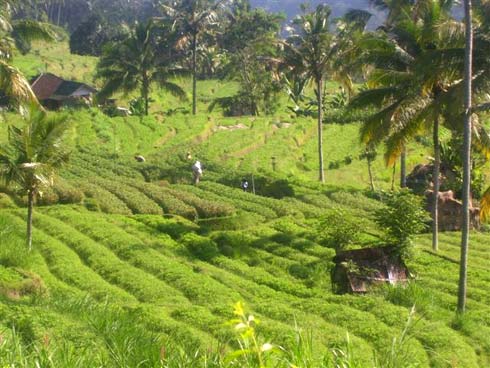 Bali