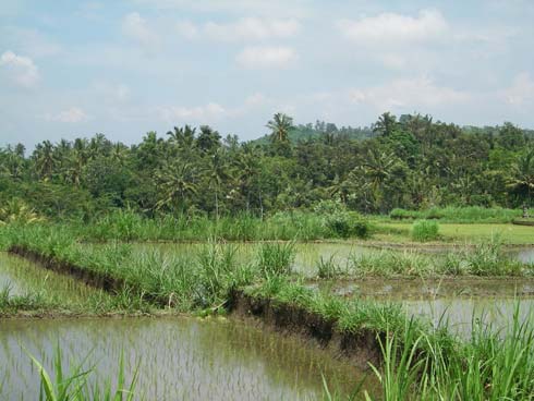 Bali