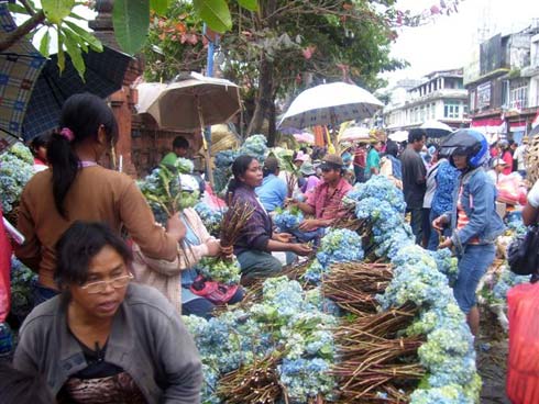 Bali