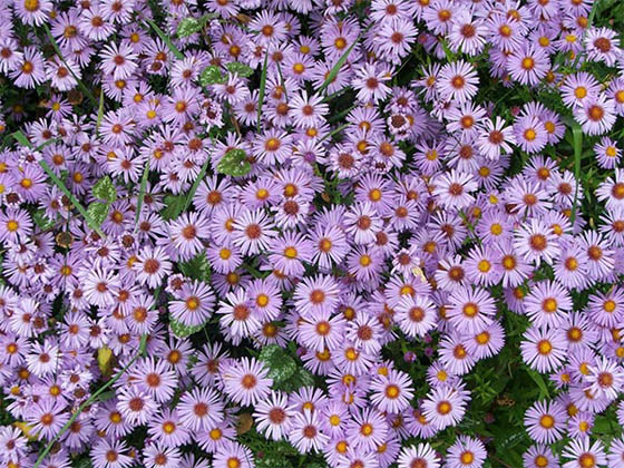Aster