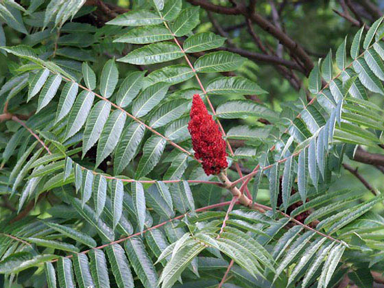 Sumac