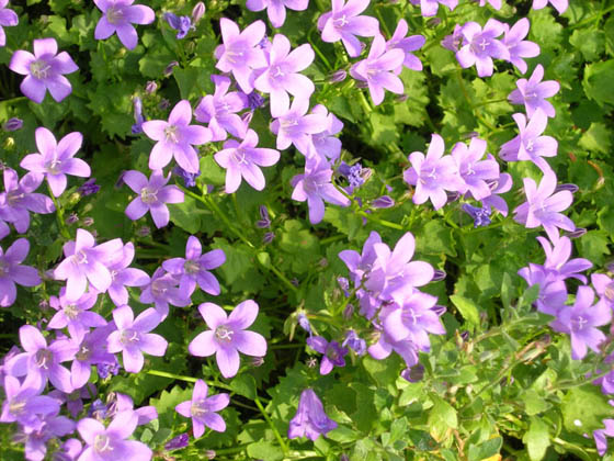 Aubretia