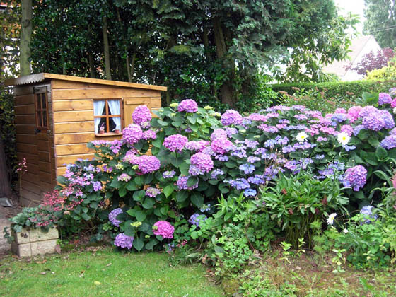 Cabane