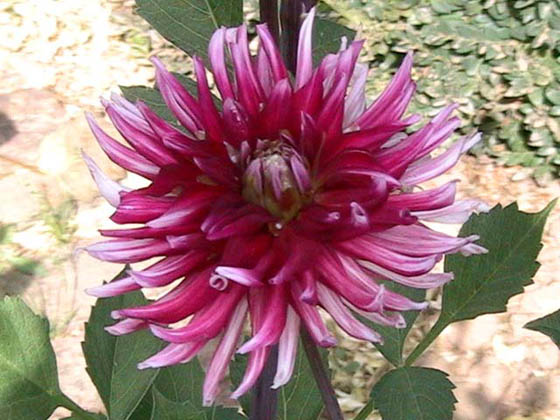 Dahlia