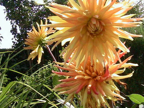Dahlia