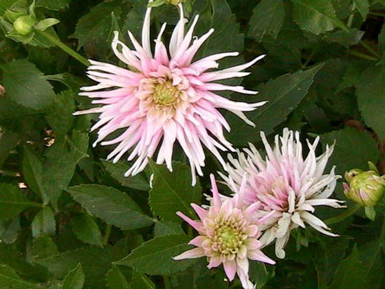 Dahlia