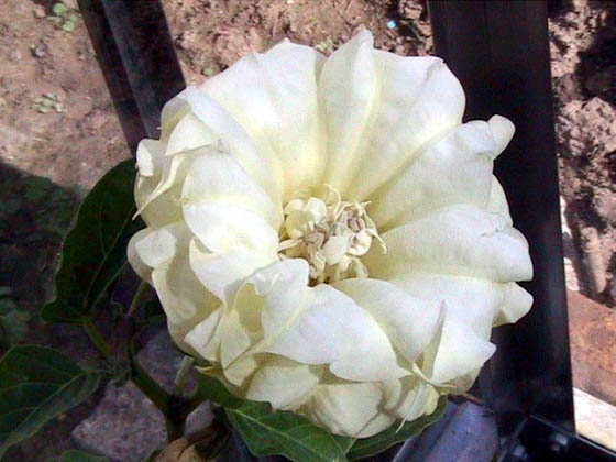 Datura
