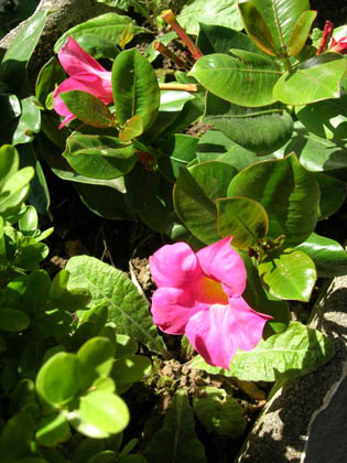 Fleur rose