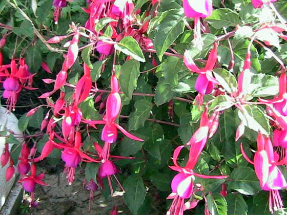 Fuschia