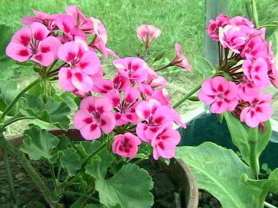 Géranium