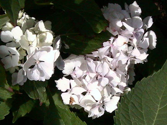 Hortensia