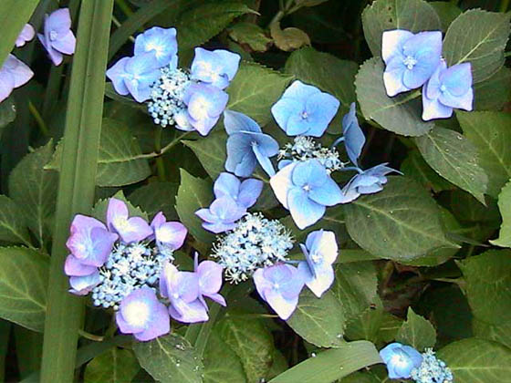 Hortensia