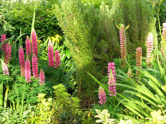 Lupin