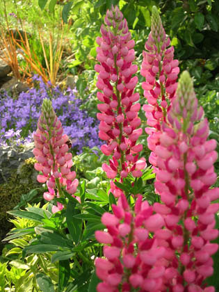 Lupin