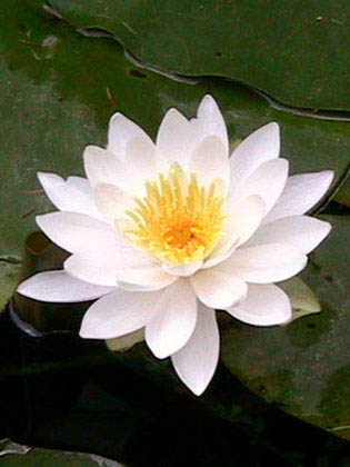 Nénuphar