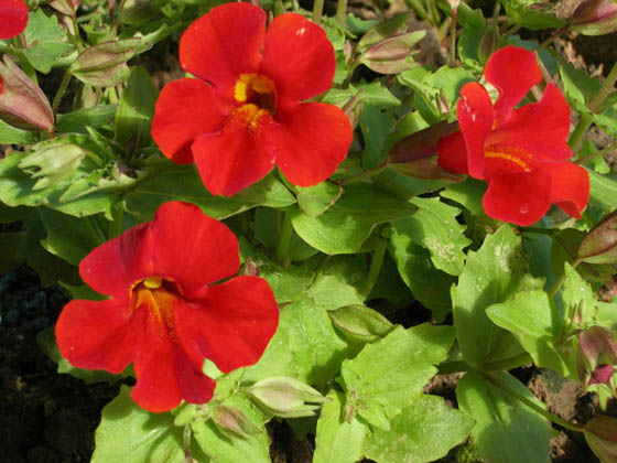 Petunia