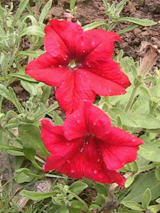 Petunia