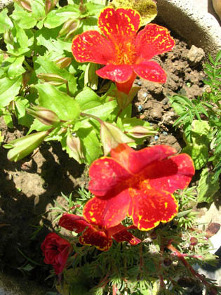 Petunia