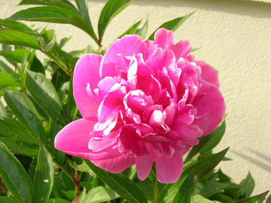 Pivoine
