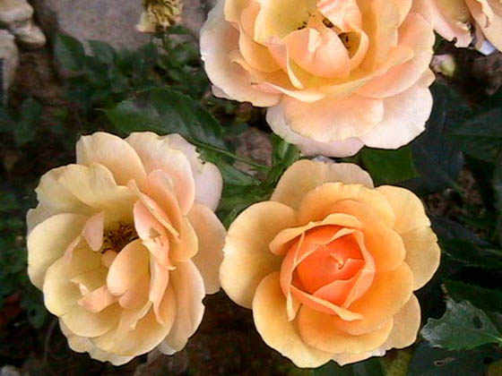 Rose