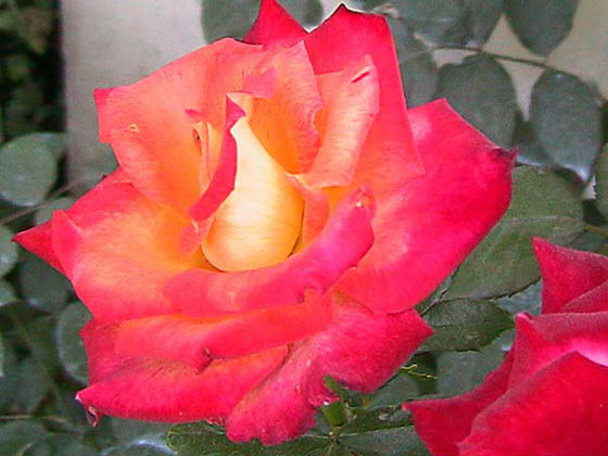 Rose