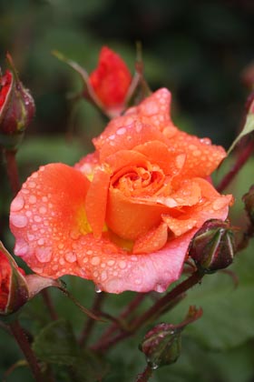 Rose