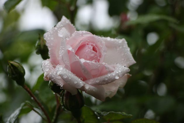 Rose