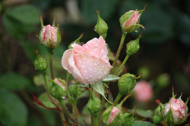 Rose