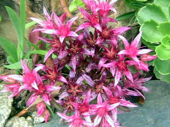 Sedum