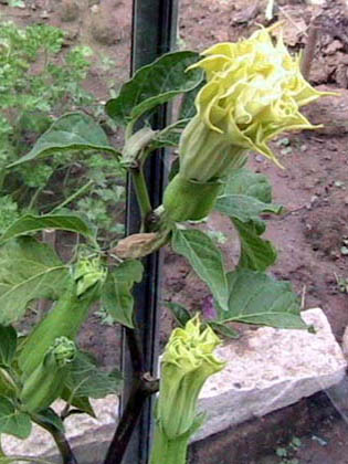 Datura