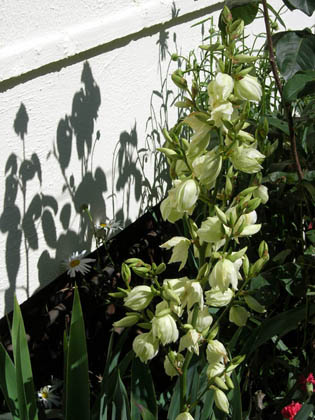 Yucca