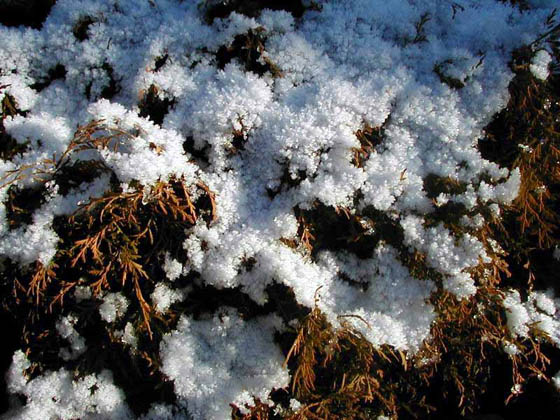 Cristaux de neige
