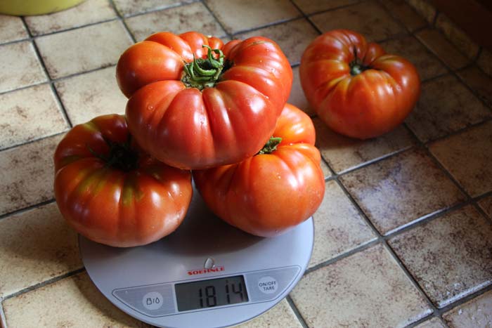 Tomates
