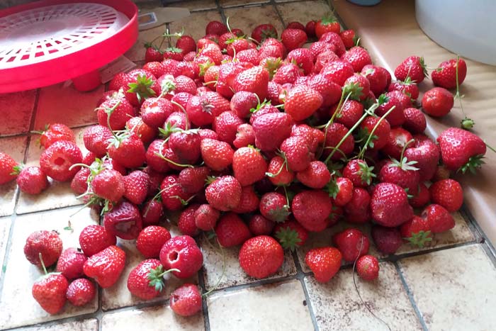 Fraises