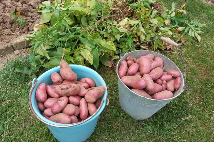 Pommes de terre